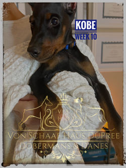 KOBE