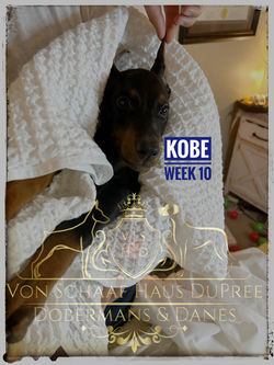 KOBE