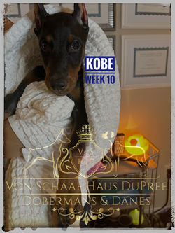 KOBE