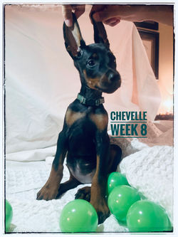 CHEVELLE