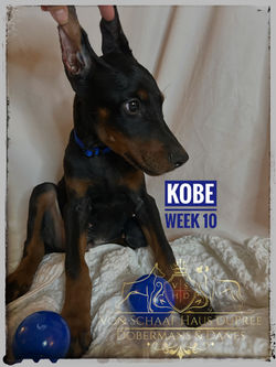 KOBE