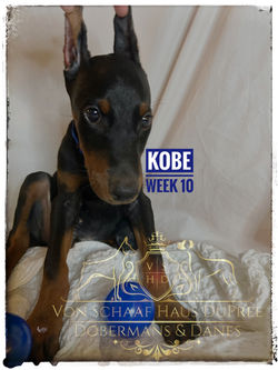 KOBE