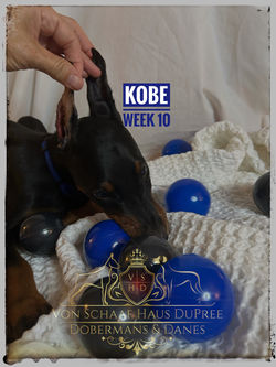 KOBE