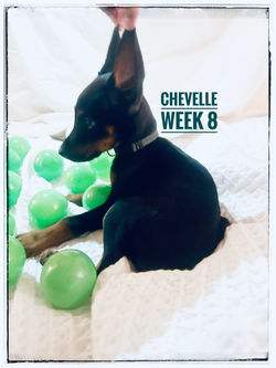 CHEVELLE