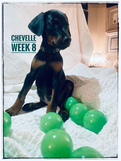CHEVELLE