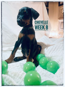 CHEVELLE