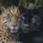 jaguar7_grain.jpg