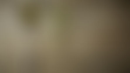 שיעור כזית – מהו?