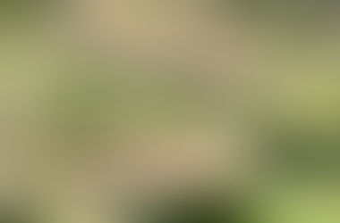 1.「素顔の虫たち」をご覧ください