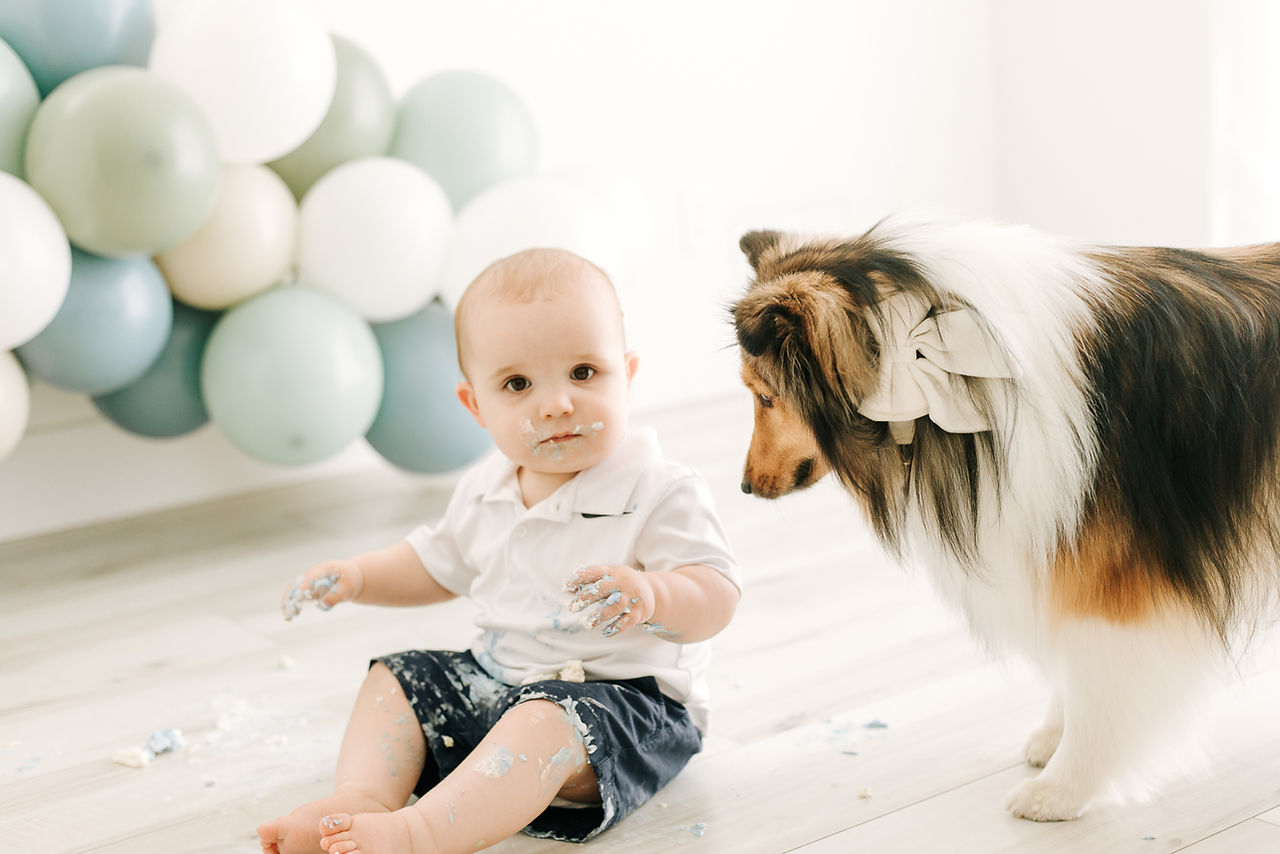 A one year old boy covered in cake sits on the floor in front of a green and blue balloon arch as a sheltie dog looks at the cake on his hands