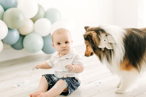 A one year old boy covered in cake sits on the floor in front of a green and blue balloon arch as a sheltie dog looks at the cake on his hands
