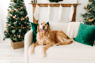 A golden retreiver dog lies on a couch in between two Christmas trees