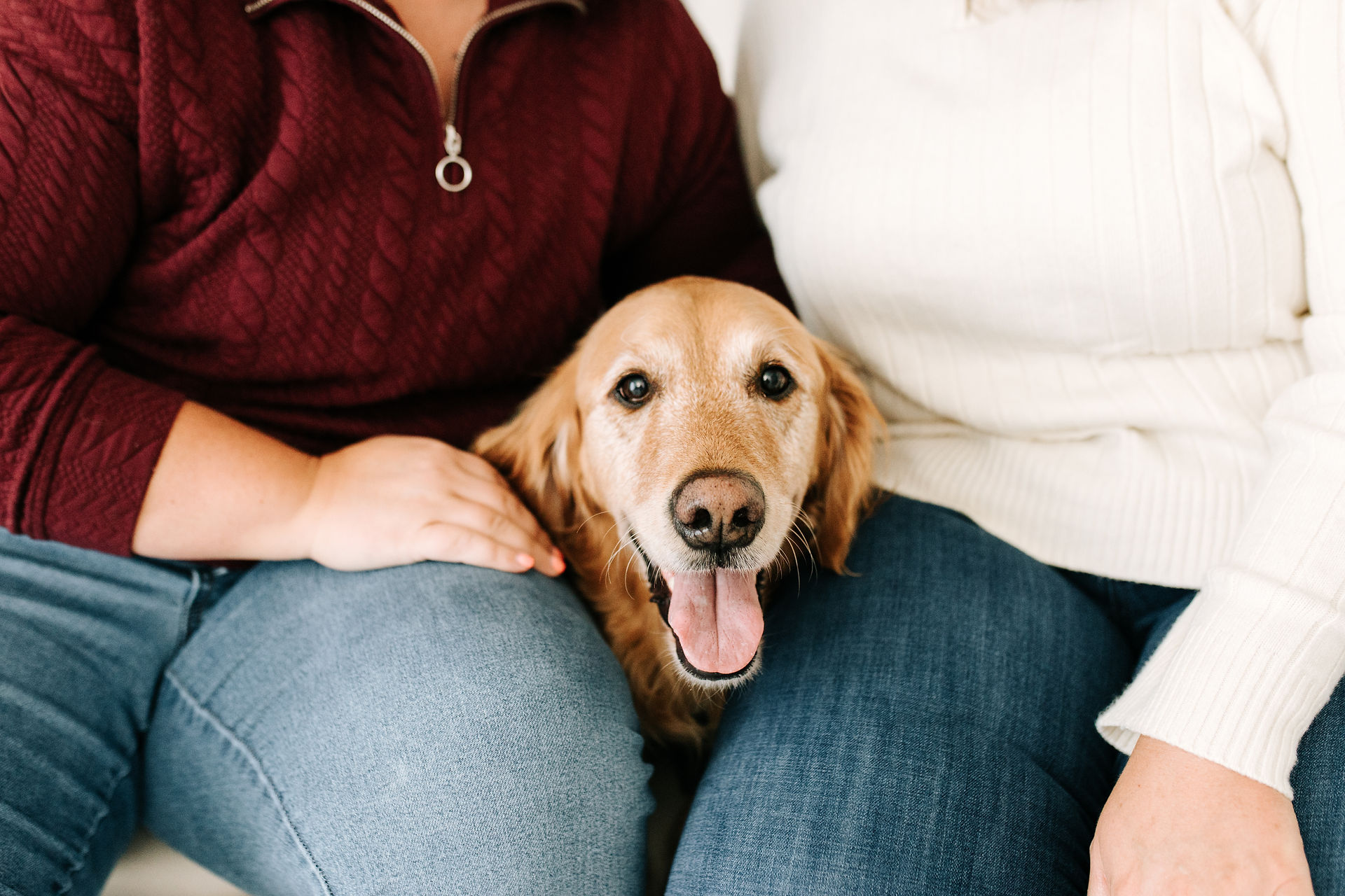 A golden retreiver dog pokes his head between two womans's laps