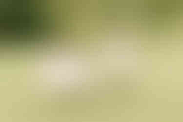 A girl and two boy hold hands and run in a grass field under trees