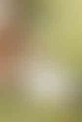 A woman in a pink dress kneels beside a labrador retreiver and scratches the dog's stomach in a wild field