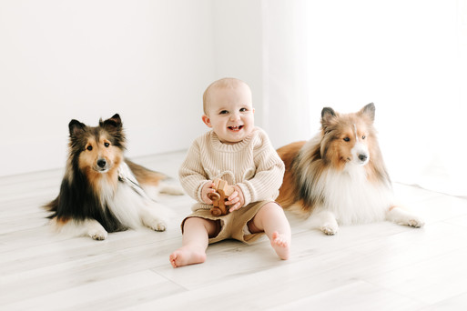 A one year old boy smiles as he sits on the floor and holds a small wooden car as two shelties lie beside him