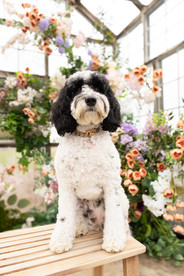 A black and white dog sits on a small wooden bench in front of a large floral arrangement