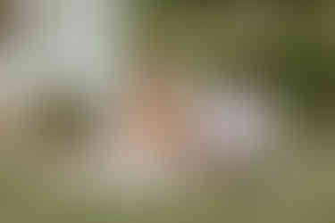 A woman and man sit on a blanket on grass surrounded by flower bouquets and cuddle a kitten