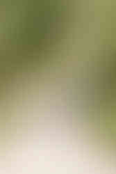 Two young boys stand and hold hands with a little girl as they stand on a path under trees