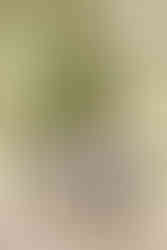 A family of 9 stand together under a tree