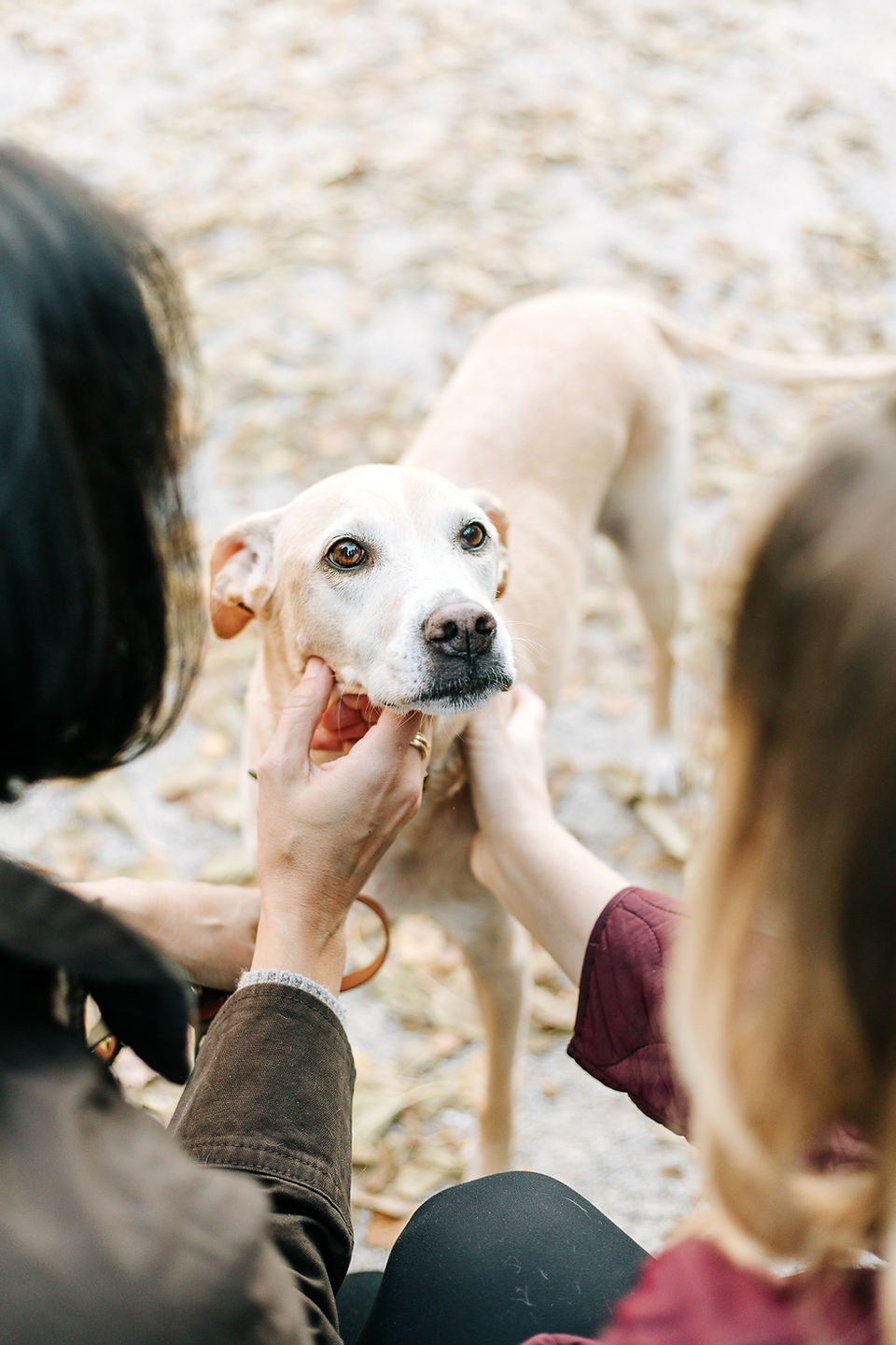 The back of two woman's heads as they pet a dog who stands between them