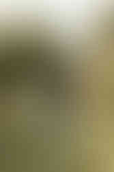 Two woman hold hands as they walk in a field with trees