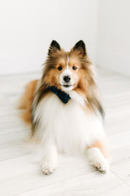 A sheltie dog wearing a bowtie lies on the floor
