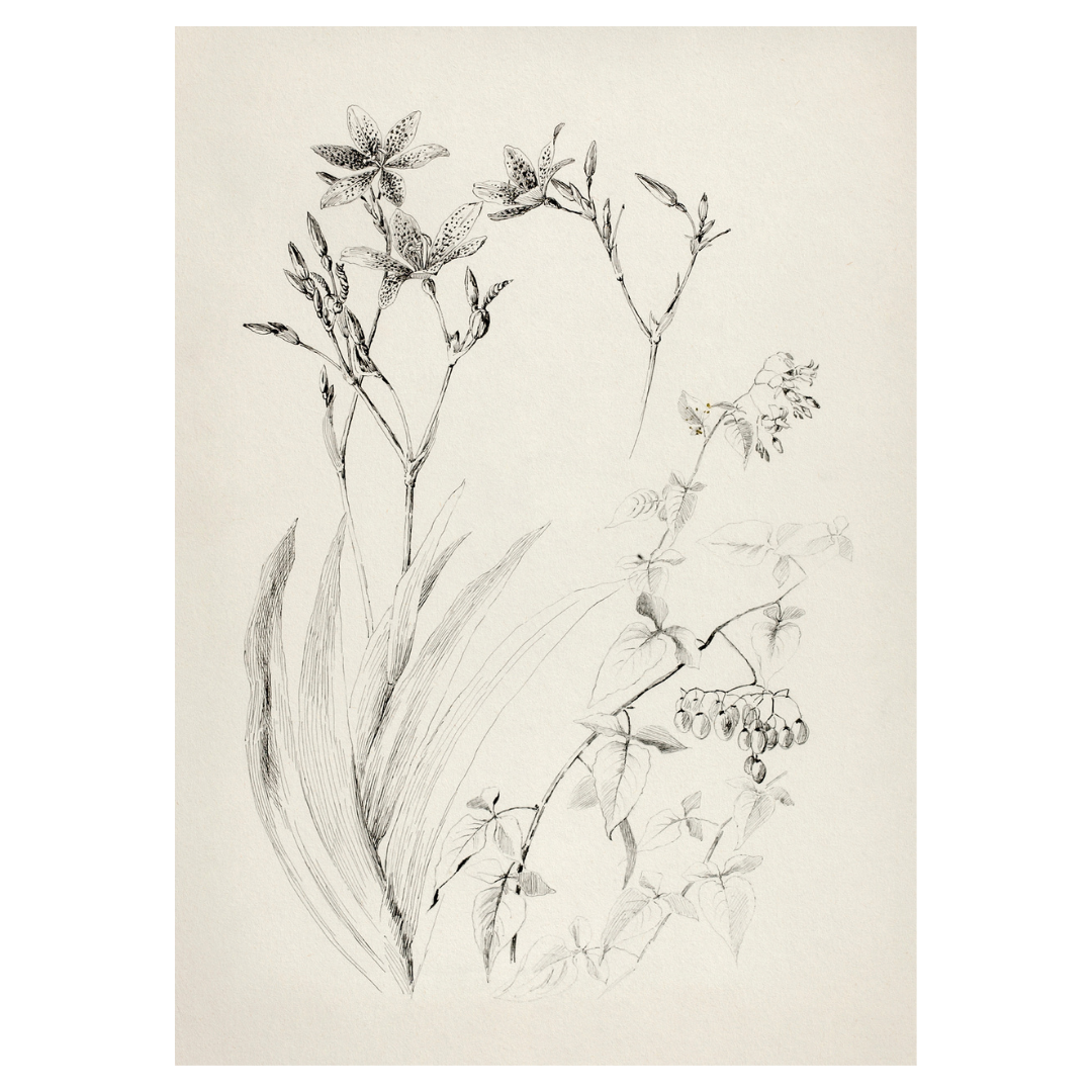 S10 Botanical Sketch