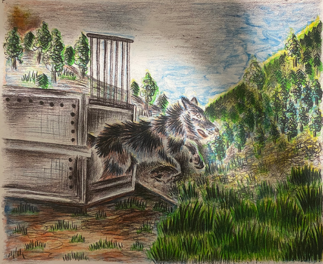 Wolf Reintroduction