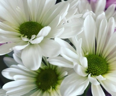 Rhinos & Daisies.