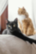 black-and-orange-cats-free-photo.jpg