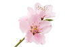 合格発表桜左(背景なし)