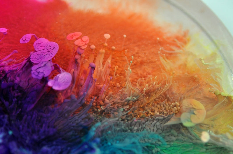 Thumbnail: Petri Disc - Rainbow (#6101)