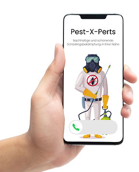 mock up mit Kammerjäger