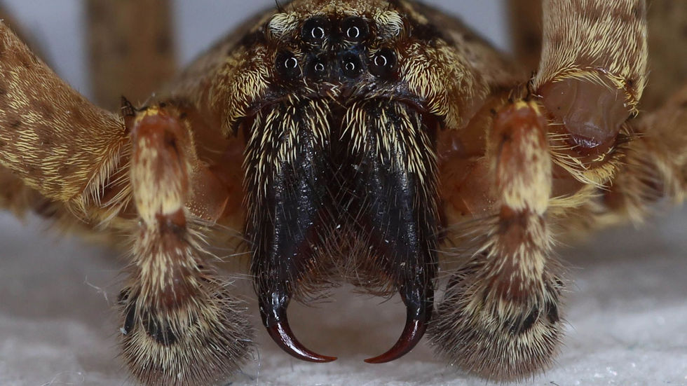 Nosferatuspinne Nahaufnahme