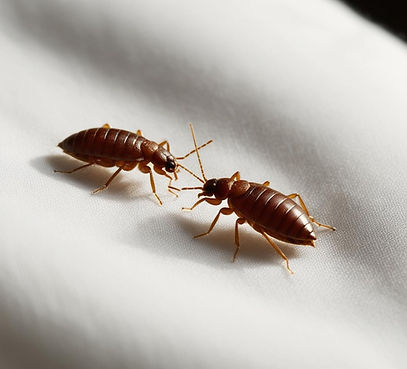 foto mit zwei bettwanzen in einem ehebett