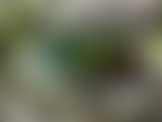 비단벌레(Chrysochroa coreana)