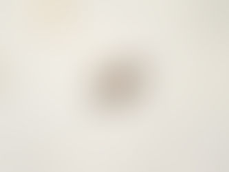 넉점박이송장벌레(Nicrophorus quadripunctatus)