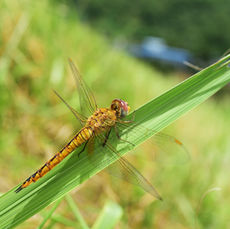 된장잠자리(Pantala flavescens)