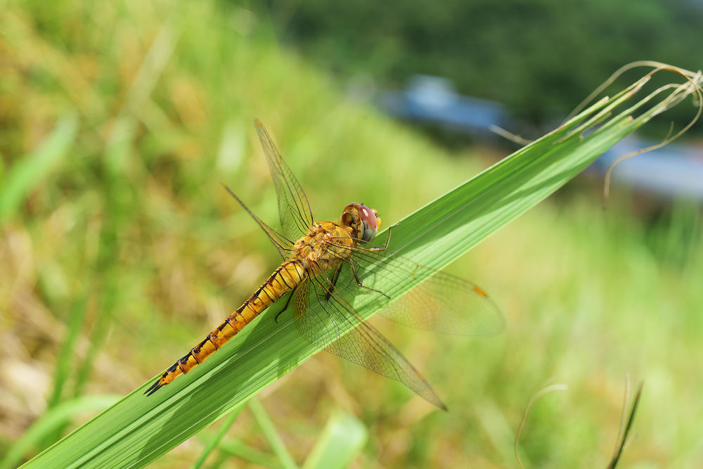 된장잠자리(Pantala flavescens)