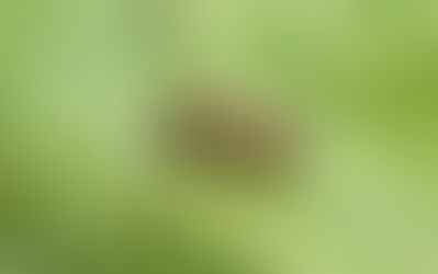 양봉꿀벌(Apis mellifera)