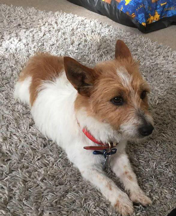 Fullscreen Page Jersey Rescue Dogs