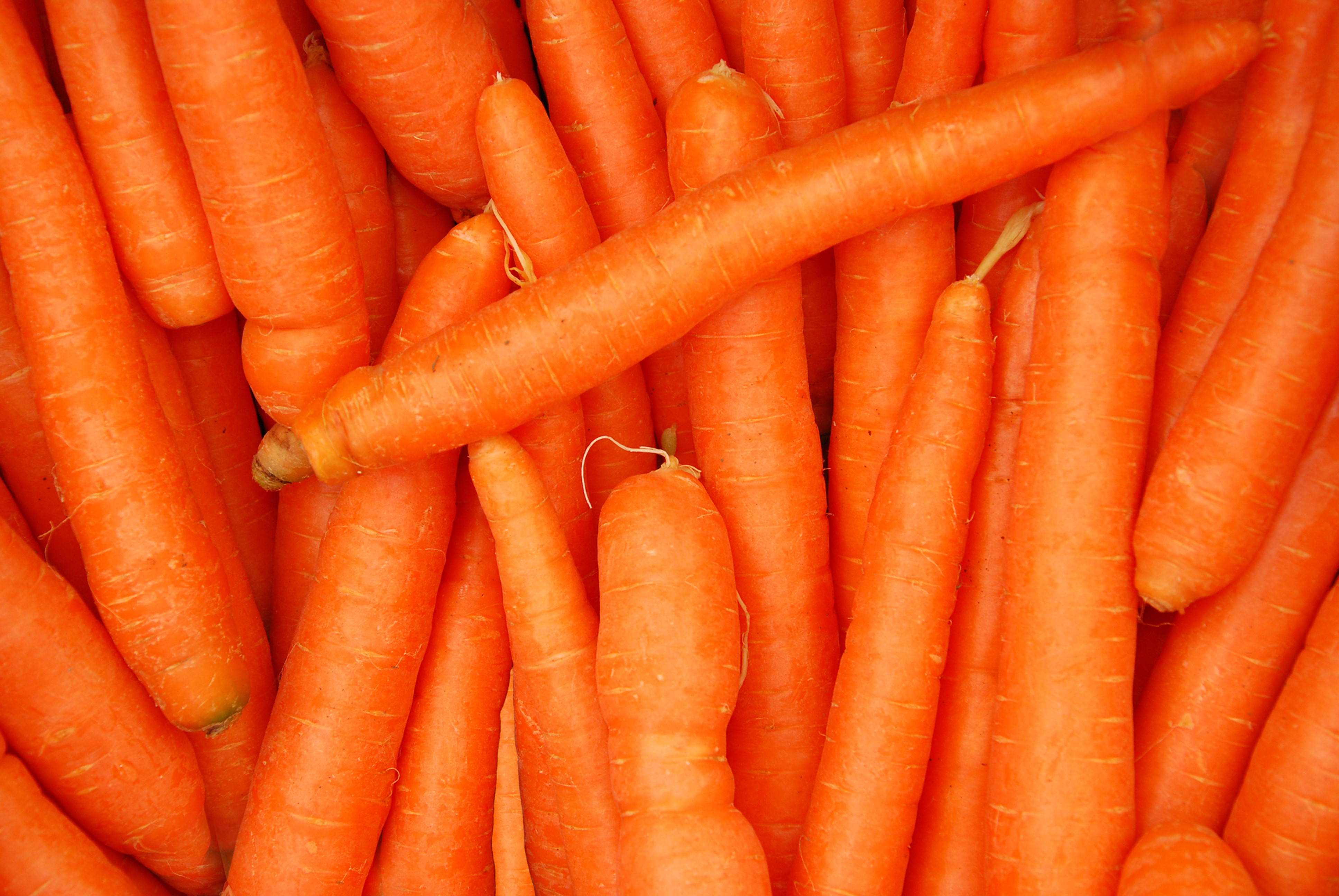 Carrot
