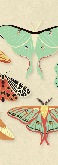 Digital Illustrations