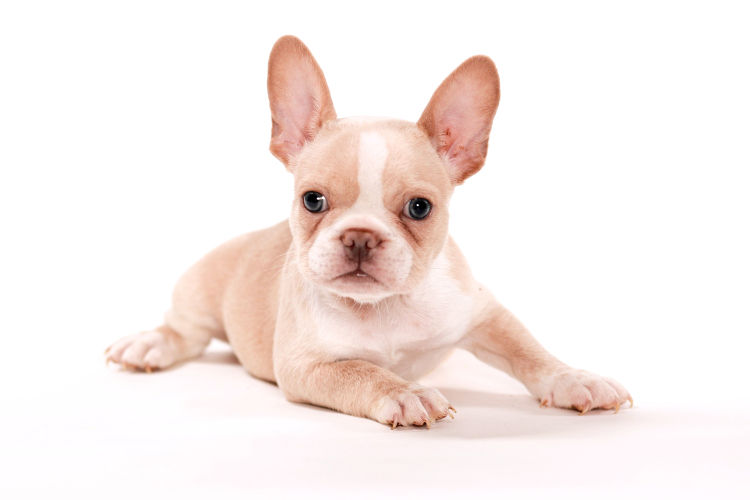 Portrait of a french bulldog puppy laying down on a white surface