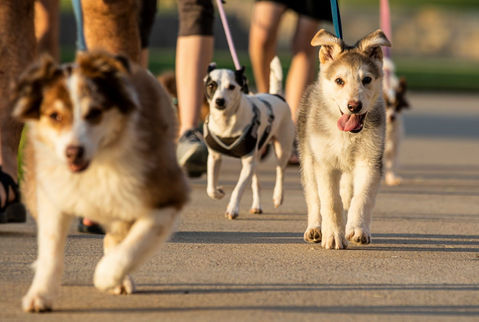 candid photo of a group of dogs on leashes are walking down a street