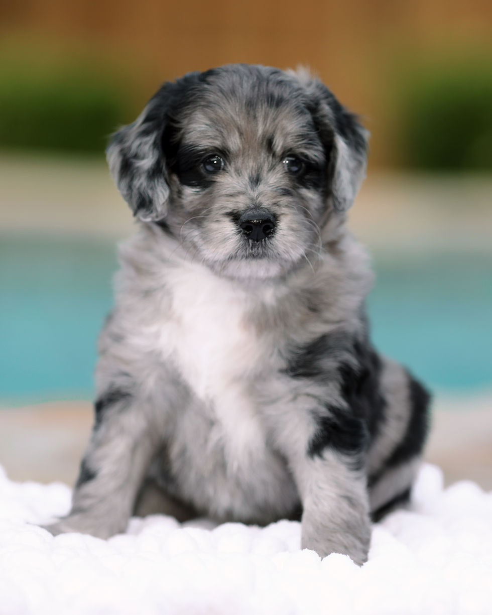 portrait of a gray and black puppy is sitting on a white blanket