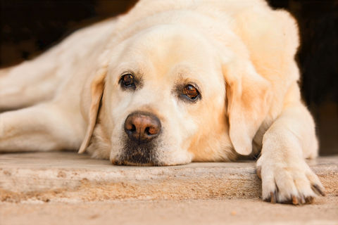 portrait of a close up of a dog laying down on the ground