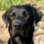 Merlin: a very good dog