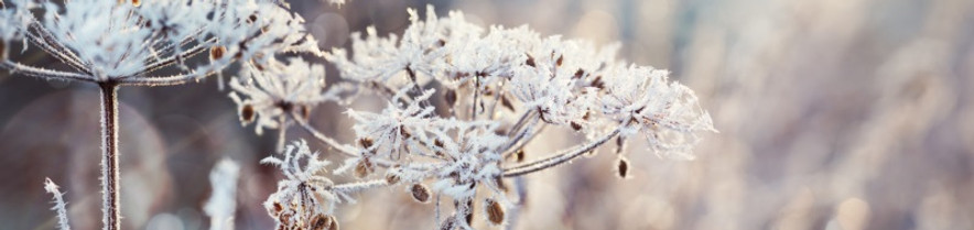 vague-de-froid-jardin-1.jpg